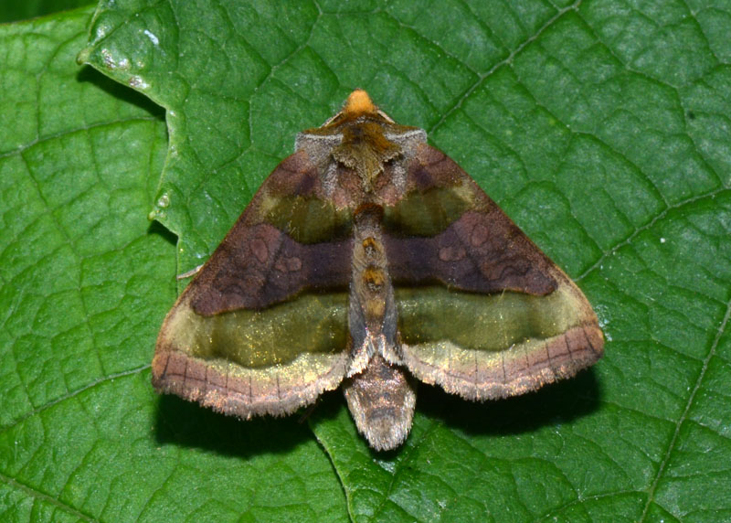 Noctuidae Diachrysia chrysitis